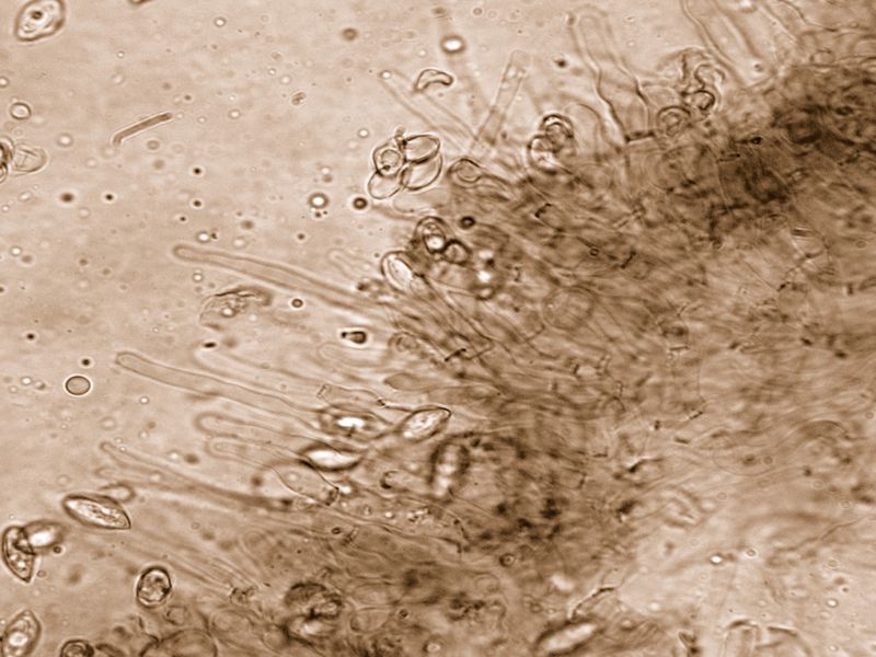Clitopilus  cystidiatus       Hauskn. & Noordel.